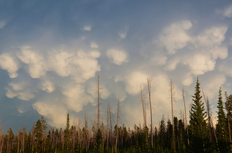 tranquility, environmental issues, the sky, blue, tree, mammatocumulous, tranquil scene, cloud - sky, burning, non-urban scene, yellowstone, pine tree