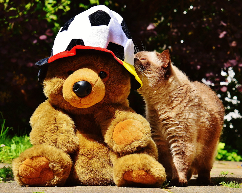 representation, brown, funny, stuffed toy, sweet, em, stadium, teddy bear, no people, france, 4K, animal, close-up, tournament, feline, european championship