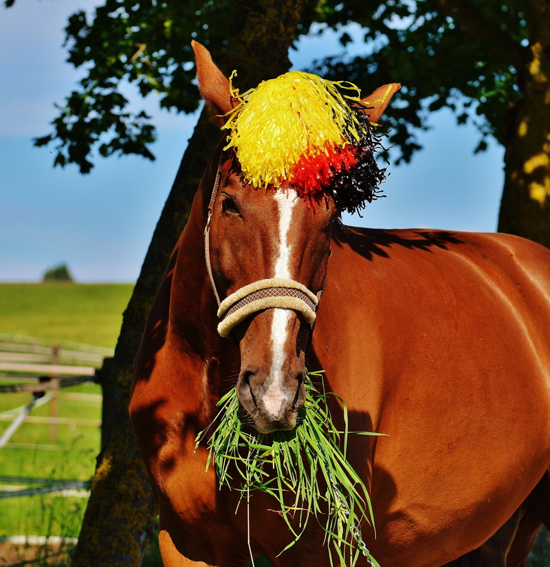 cap, competition, animal wildlife, 2016, no people, cute, domestic, pets, nature, hair, france, animal body part, animal themes, animal, ranch, outdoors