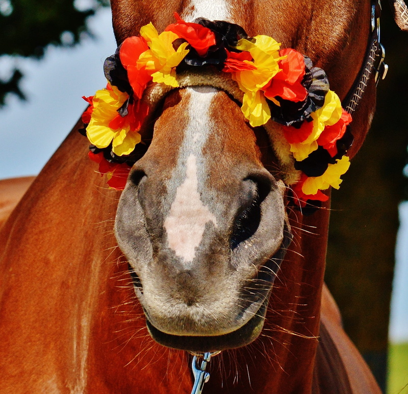 cute, france, animal, sweet, pets, flower, herbivorous, em, mammal, flowering plant, animal body part, domestic animals, no people, european championship