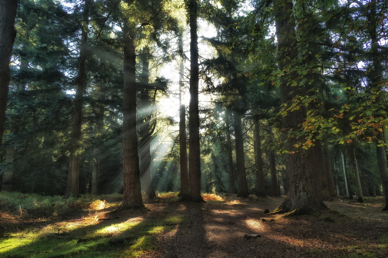 non-urban scene, no people, new forest national park, brockenhurst, the way forward, 5K, nature, tranquility, tranquil scene, land, rhinefield, united kingdom