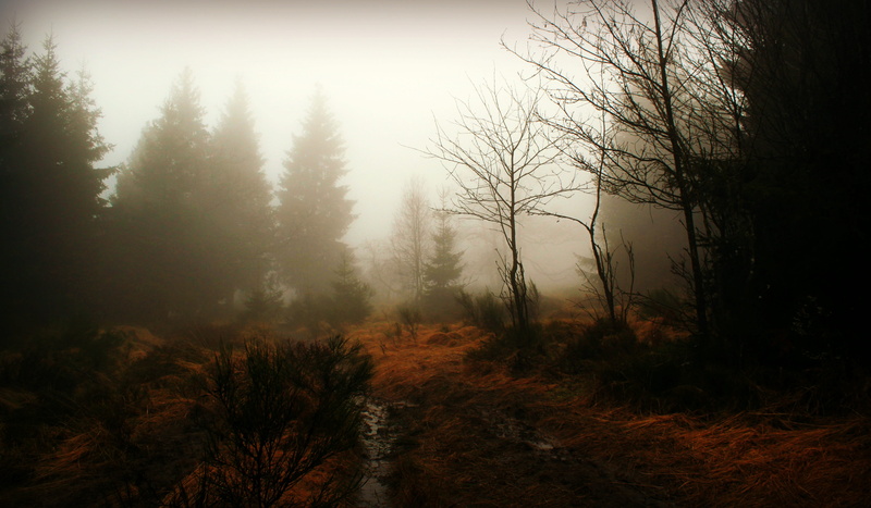 forest, covered, pine tree, non-urban scene, mystical, environment, woodland, plant, coniferous tree, nature, mist, nebellandschaft, eifel, beauty in nature