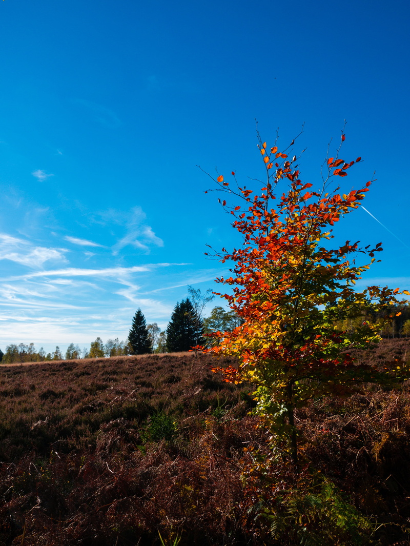 environment, autumn, tranquility, nature, land, growth, beauty in nature, color, rest, day, sky, tranquil scene, 4K, high fens, national park, tree, plant