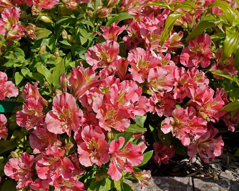 outdoors, garden, freshness, rhododendron, plant, flower, fragility, colourful, botanical, bunch of flowers, close-up, eco, spring, environmental, carmarthenshire