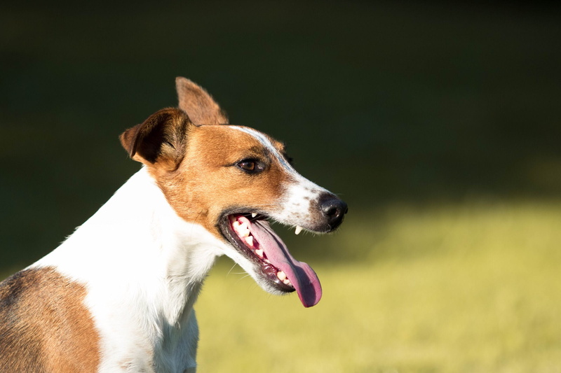 1080P, animal mouth, hungary, team, looking, focus on foreground, panting, mouth open, pet, mammal, dog, colours, canon, profile view, trees, budapest