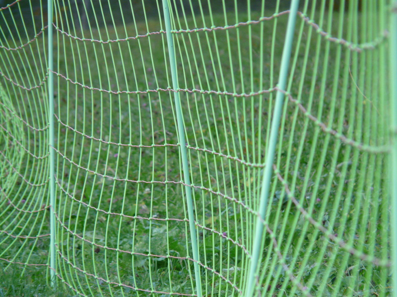 natural pattern, textured, backgrounds, plant, plant part, pasture fence, no People, beauty in nature, fragility, selective focus, close-up, soccer, wire