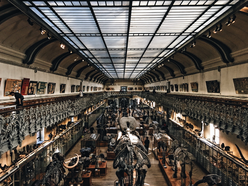 travel, indoors, ceiling, museum, crowd, day, people, walking, 4K, women, lifestyles, transportation, arch, paris, skeleton, rear view, france, built structure