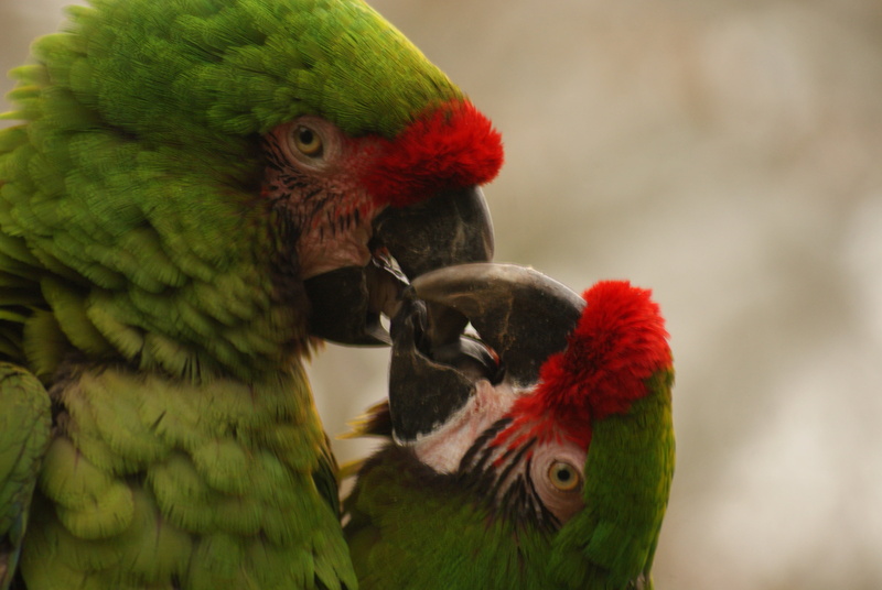 nature, fronted, photography, animal body part, red, green color, focus on foreground, no people, animal head, background, animal wildlife, day, group of animals
