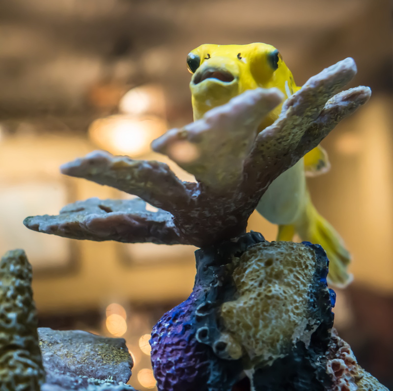 animal themes, ecosystem, aquatic, outdoors, animal wildlife, focus on foreground, animal, one animal, yellow fish, art and craft, animals in the wild