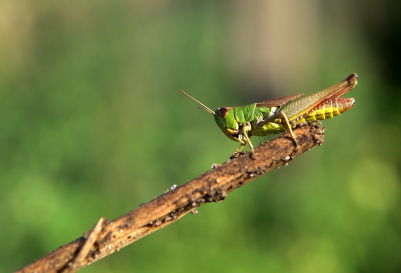 animals in the wild, one animal, green, bulging, close-up, plant, Insect, branch, antennae, selective focus, animal wildlife, no people, closeup, meadow grass