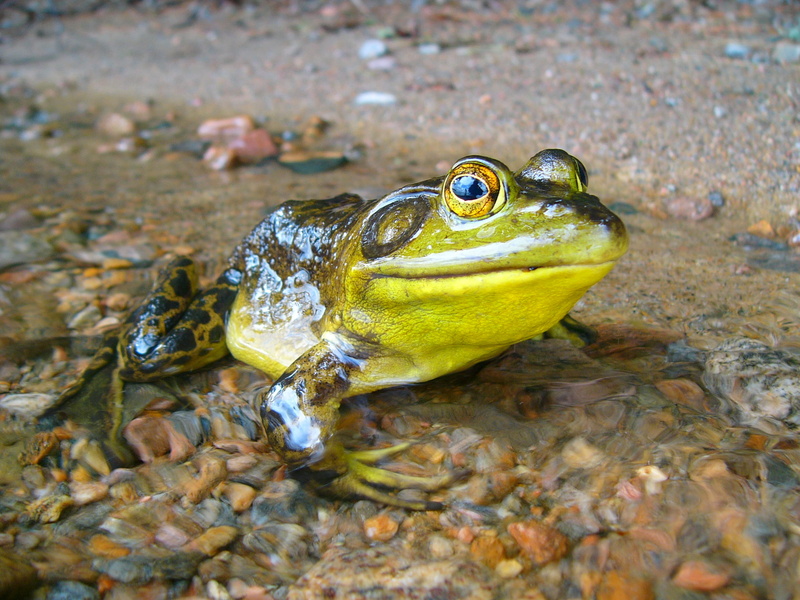 animal eye, vertebrate, close-up, 1080P, outdoors, black, water, animal wildlife, animal head, marine, ground, frog, reptile, shallow, swimming, animal body part