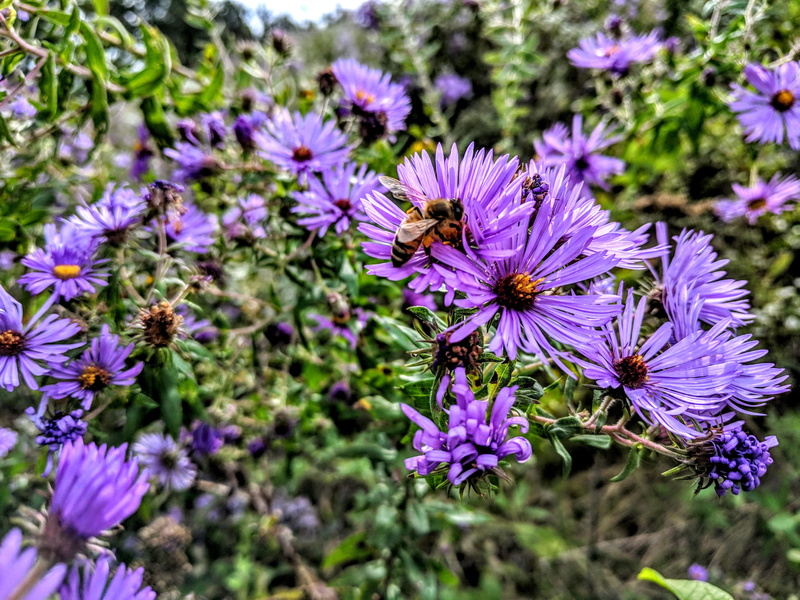 purple, petal, animal, pollination, 44857 new london eastern rd, inflorescence, invertebrate, close-up, 4K, one animal, beauty in nature, united states
