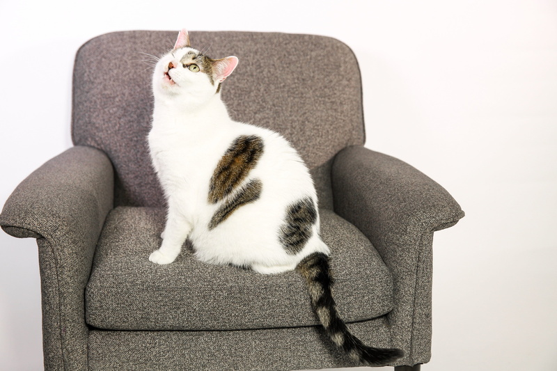 studio shot, sitting, domestic cat, 4K, Home, sofa, mammal, Pets, people, Furniture, eyed, Cats, one, feline, domestic animals, tabby, hairstyle, Animals