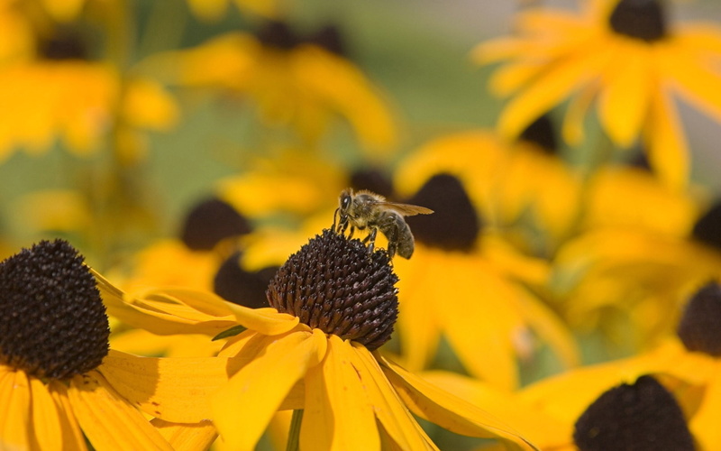 insect, 1080P, honey Bee, backgrounds, botany, vulnerability, petal, multi Colored, butterfly - insect, bee, flowers, bouquet, sunflower, flower, blossom