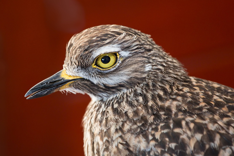 wildlife, wading bird, animal eye, feathered, looking away, beady eye, animal head, vertebrate, closeup, animal themes, red, bird of prey, animal body part