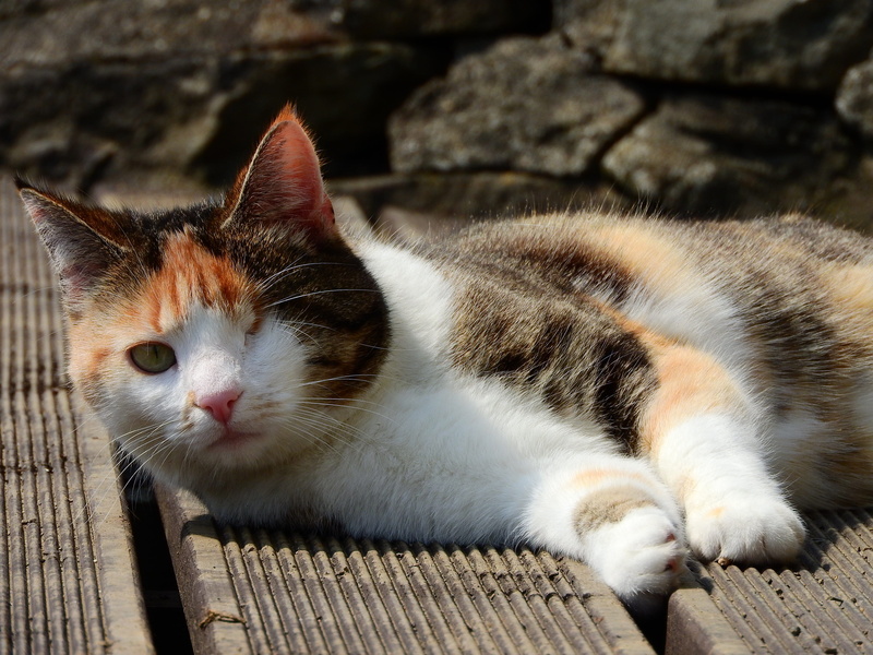 blind eye, portrait, sweet, nature, disabled, animal themes, dear, warm, pets, whisker, outdoors, blind, disability, wood - material, pirate, domestic cat
