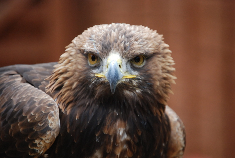 feather, no people, animal eye, close-up, portrait, predator, eagle - bird, falcon - bird, photography, wings, daytime, animals in the wild, wildlife, bird