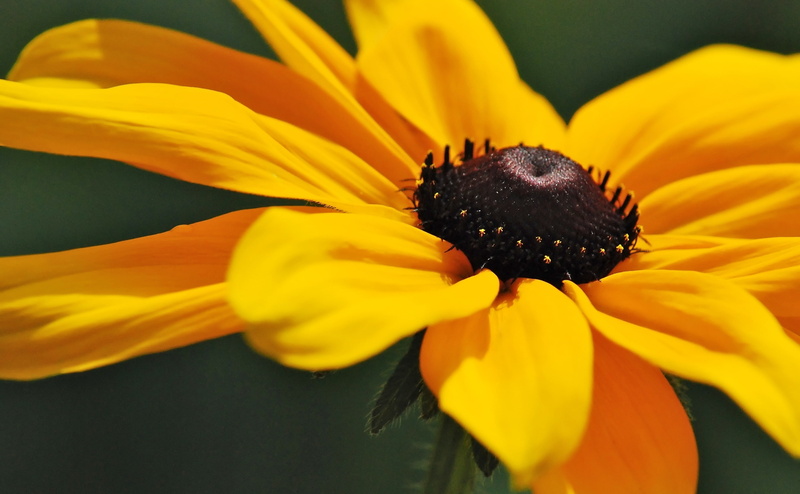 vulnerability, Yellow, close-up, plant, animal themes, Flower, pollination, one animal, flowering plant, inflorescence, sunflower, Flowers, growth, Daisy