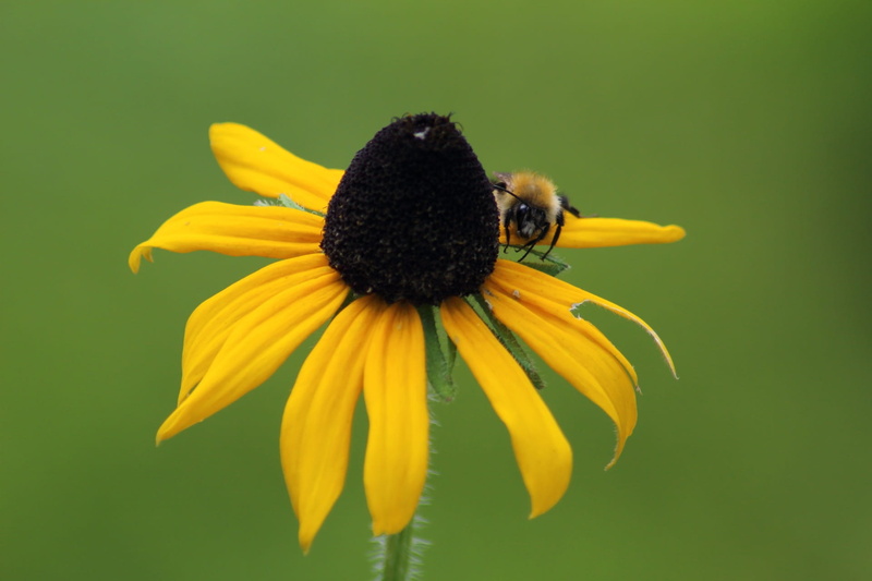 pollen, flower, coneflower, vulnerability, garden, 1080P, bee, petal, no people, inflorescence, summer, fragility, outdoors, nature, insect, no one, freshness