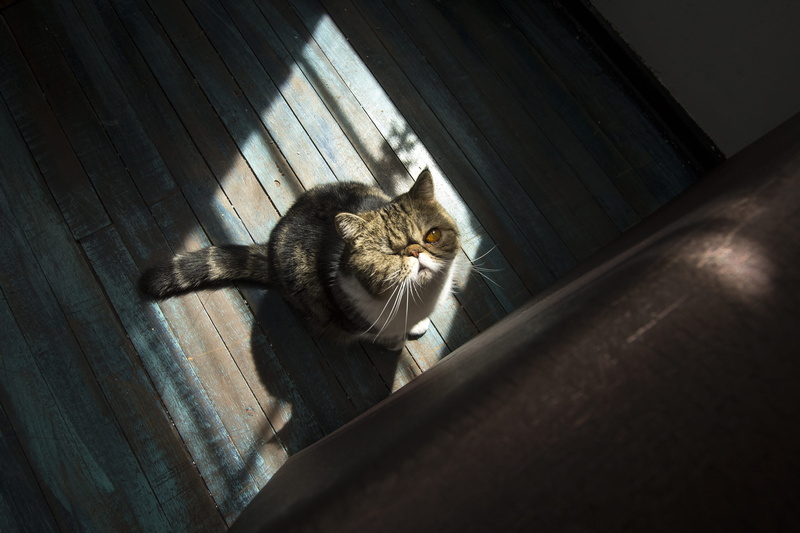 comfortable, backgrounds, pet, home Interior, one eyed cat, indoor, bigote, animal Eye, fur, lying Down, tabby, cute, animal, small, sitting, paw, sunlight