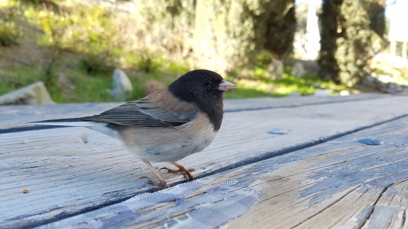 wild, vertebrate, perching, junco, ornithology, animal wildlife, natural, animal, animals in the wild, full length, water, no people, tree, selective focus
