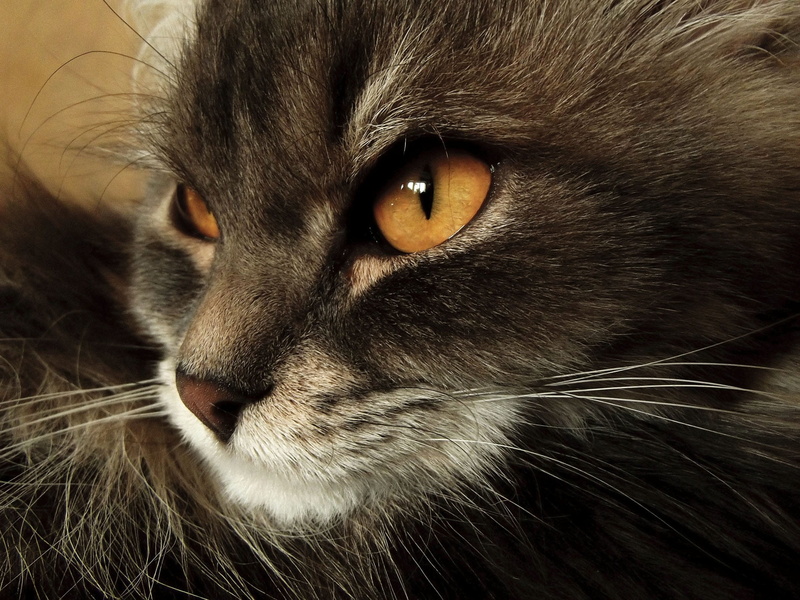 feline, Fluffy, portrait, mammal, hair, yellow-eyed cat, beautiful cat, no people, animal head, animal body part, yellow eyes, Home, vertebrate, pets, domestic cat