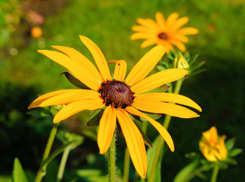 fragility, flower head, growth, focus on foreground, petal, inflorescence, black-eyed susan, 2K, plant, no people, pollen, summer, nature, bright, outdoors