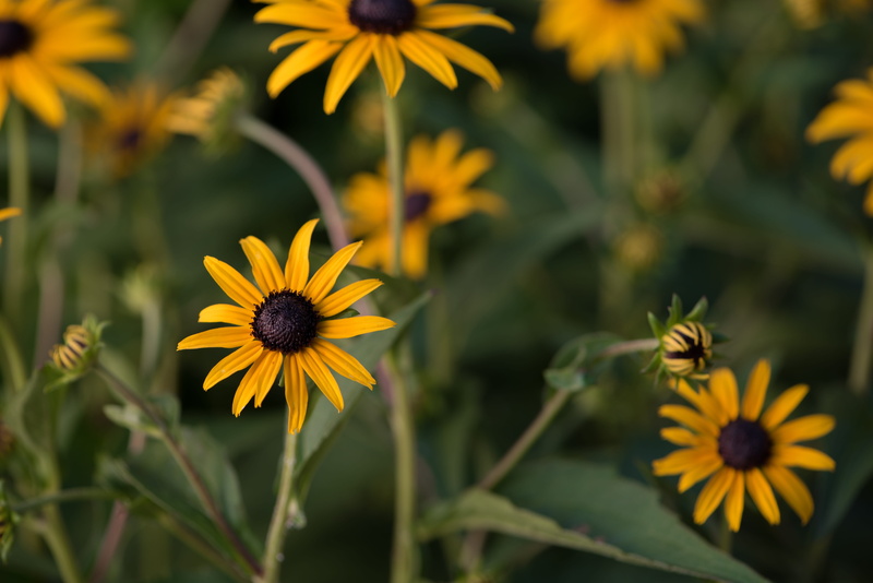 pollination, inflorescence, animal themes, freshness, flora, pollen, vulnerability, summer flowers, petal, flower head, coneflower, black-eyed susan, yellow