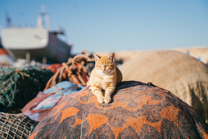 orange, cute, produce, animal, animal themes, top, clear sky, essaouira, squash, garbage, pet, looking at camera, cat, nature, sky, domestic, ginger, food