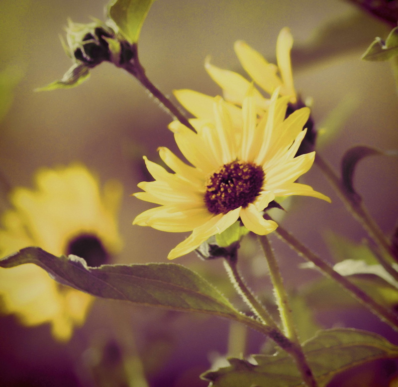 petal, pollen, growth, black eyed susan, day, royalty  images, nature photography, beauty in nature, botany, pollination, 2K, nature images, travel, love