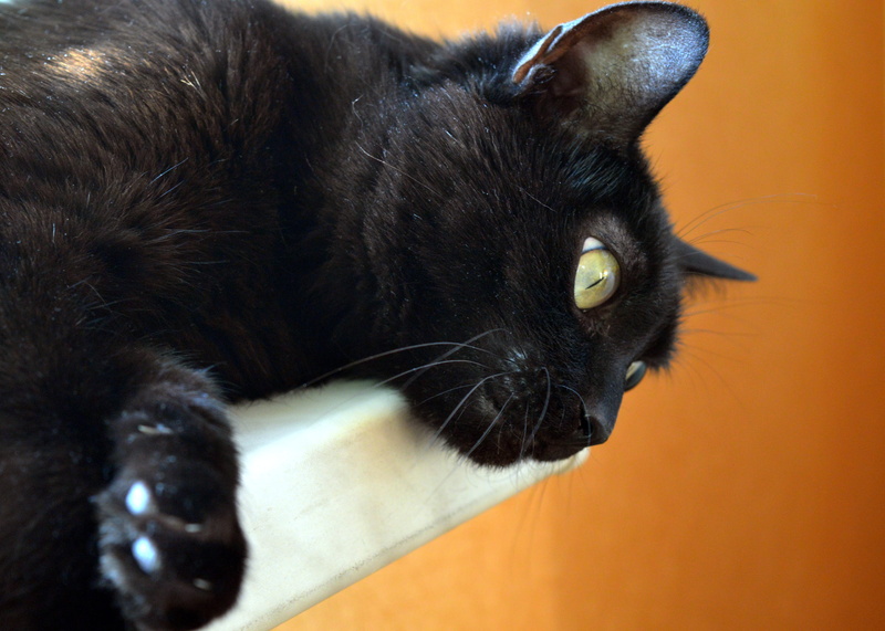 cute, cat eyes, no people, animal themes, young cat, indoors, fluffy cat, cat person, vertebrate, 5K, muzzle cat, close-up, snout, yellow-eyed cat, relaxation