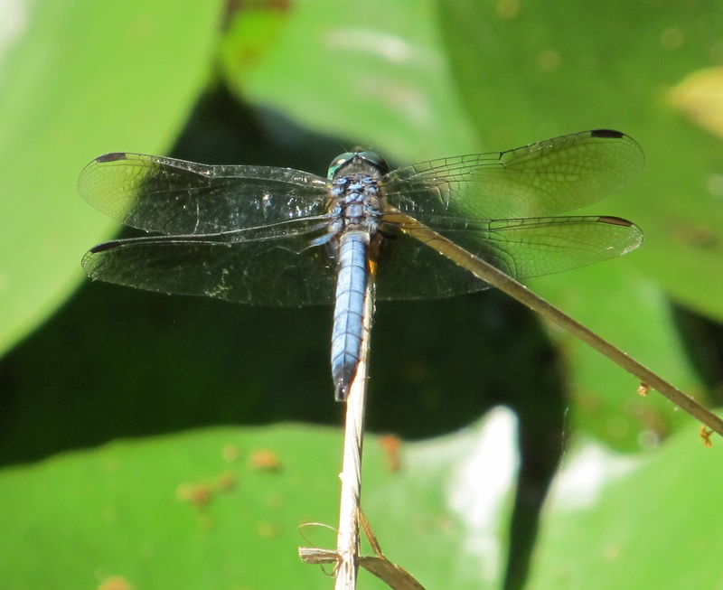 no people, invertebrate, 1080P, plant, day, damselfly, outdoors, blue-eyed darner, beauty in nature, animal, one animal, wildlife, plant part, animal themes
