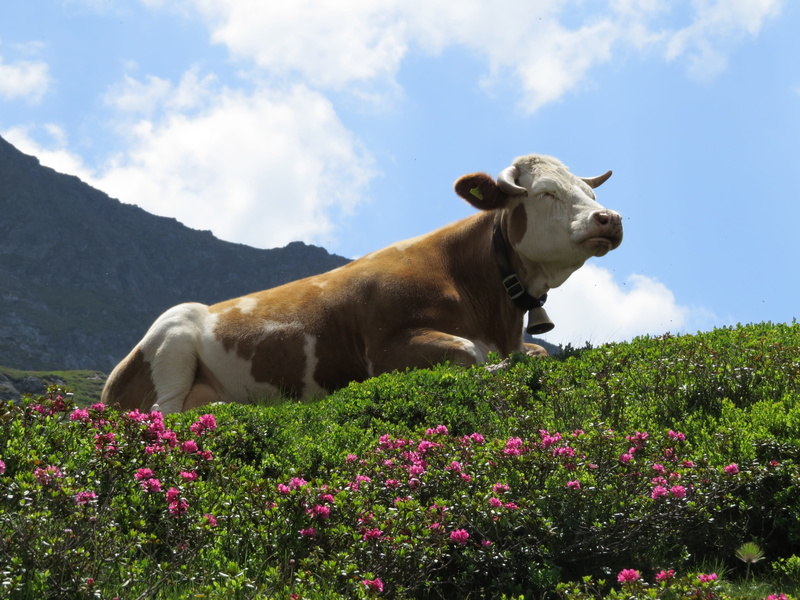 flowering plant, farm, field, agriculture, summer, cloud - sky, domestic, green Color, Alm, grass, Alpine Meadow, growth, vertebrate, sky, blue sky, one animal