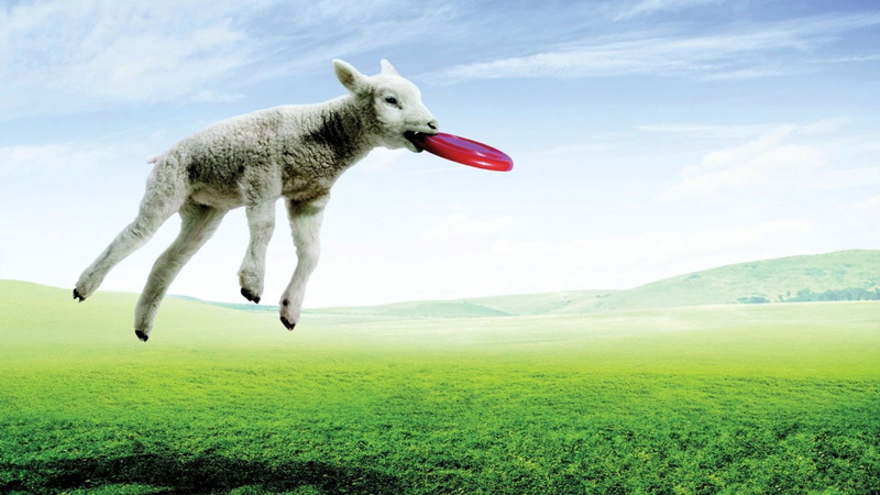horizon, mammal, grassland, full length, scenic, mid-air, outside, plant, tree, animal themes, outdoor, green color, scenery, clouds, jumping, lawn, white