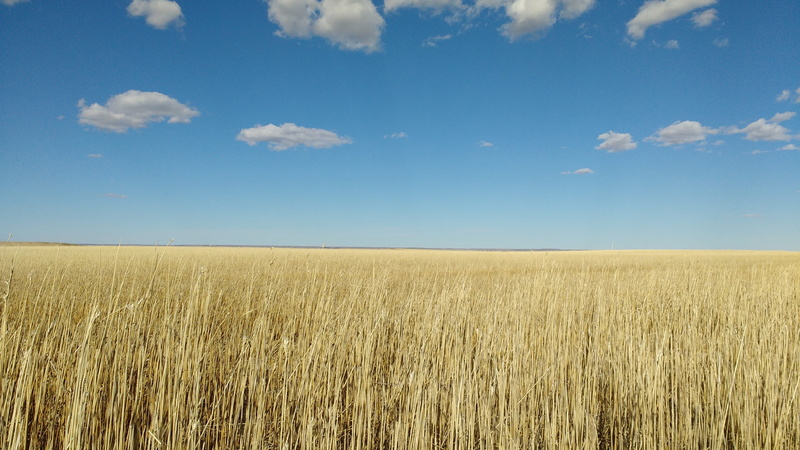 harvest, cloud, tranquility, scenics - nature, nature, landscape, countryside, sunny, green, natural, maize, blue, beauty in nature, rural, agriculture