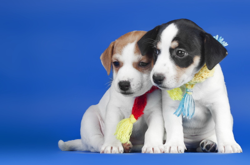 white, domestic, young Animal, no People, mammal, brown, colored background, fur, studio Shot, pets, portrait, purebred Dog, fun, clothing, scarves, cute