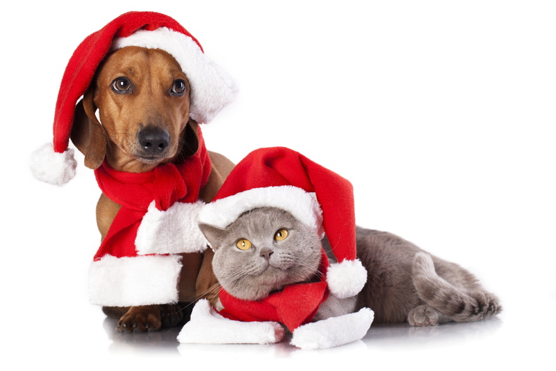 hat, cultures, cat, scarves, fun, season, holiday, pet clothing, one animal, celebration, santa Claus, dachshund, domestic, young animal, dog, studio shot