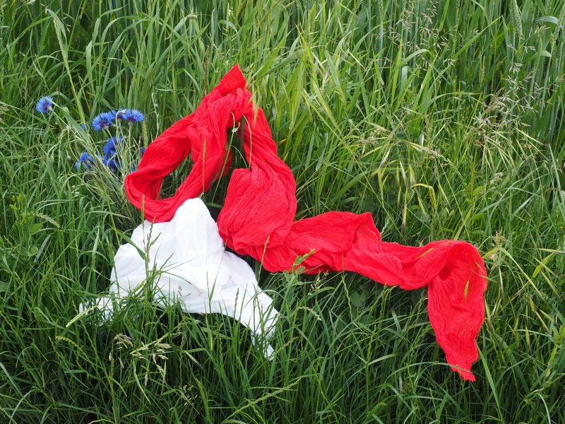 flowering plant, close-up, green color, inflorescence, scarves, petal, scarf, idyll, 4K, plant, flower, romantic, no people, meadow, day, red, flower head