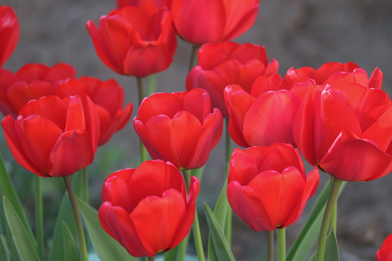 flower head, tulip field, open, spring, nature, focus on foreground, flowers, flowering plant, red tulips, day, 5K, colorful, plant, tulips, inflorescence
