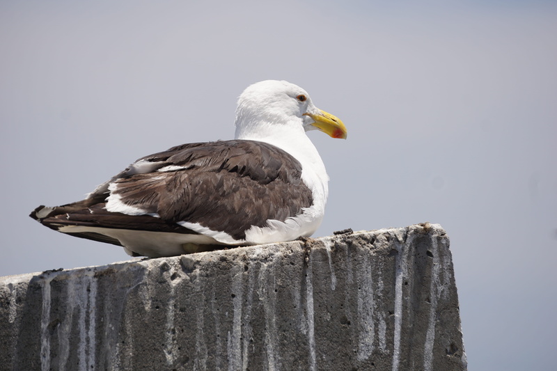 building, animal, bee eater, bunker, archaeology, one animal, animal themes, flying, seagull, vertebrate, bird of prey, fence, beak, goose, day, waterfowl