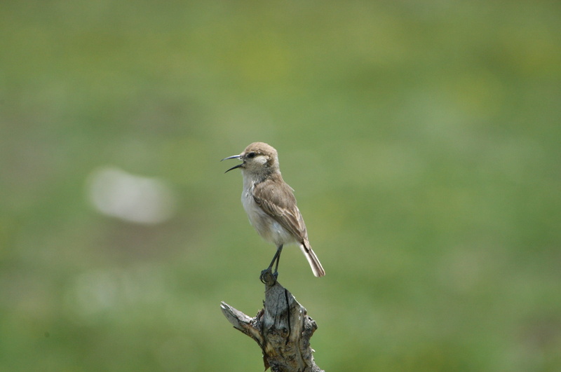 animals in the wild, Ruoergai, Bird, branch, animal wildlife, no people, animal themes, Grassland, selective focus, perching, outdoors, day, full length