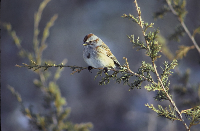 getting dressed, bird, nature, selective focus, branch, plant, perching, animal wildlife, outdoors, full length, surface level, 1080P, vertebrate, beauty in nature