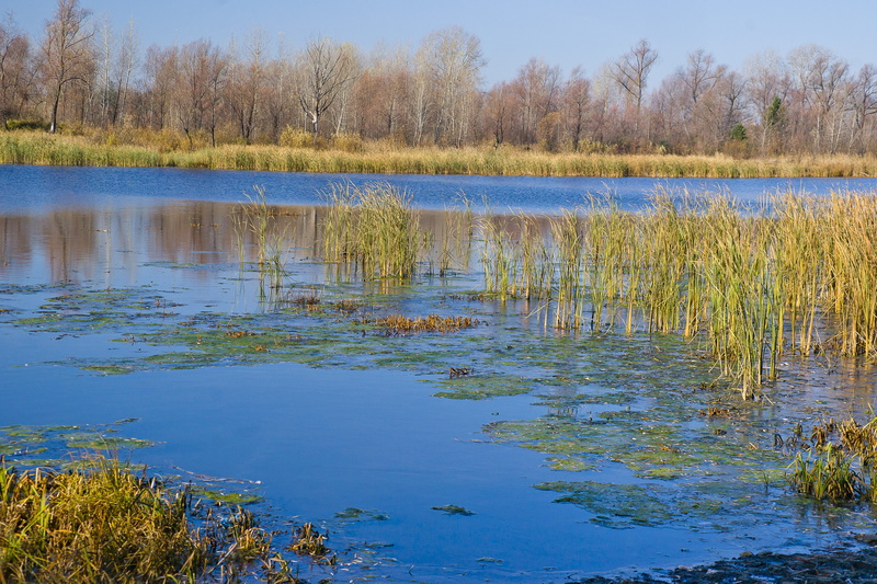 sky, natural, ice, travel, color, outdoor, yellow, grass, background, tree, lake, leaves, water, day, beauty, marsh, light, reflection, forest, autumn