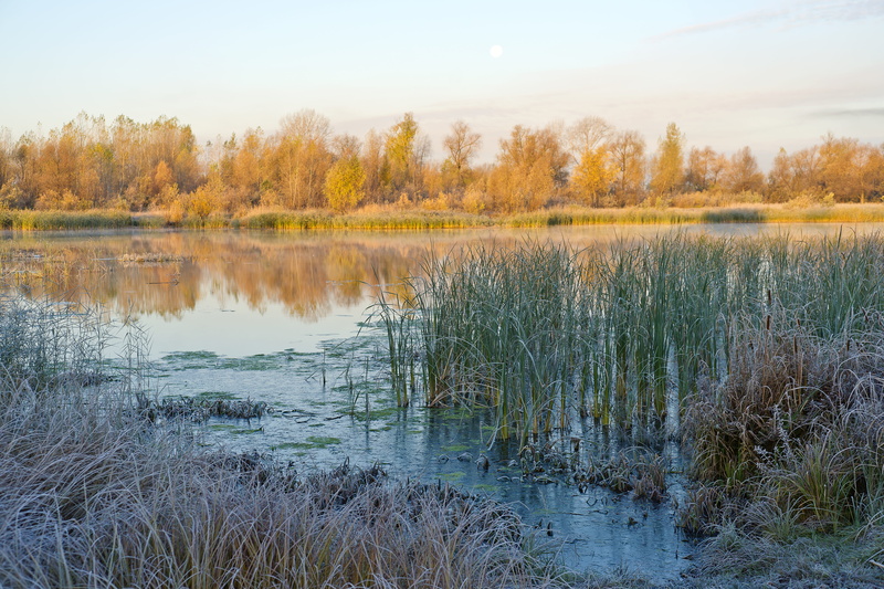 plant, swamp, grass, background, color, yellow, russia, forest, growth, lake, water, floodplain, beautiful, blue, siberia, season, 5K, land, day, snow