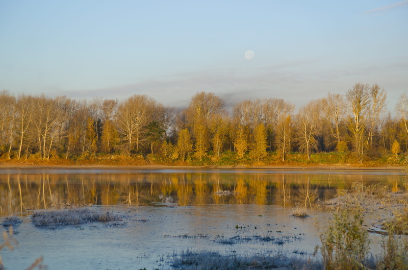 pattern, autumn, grass, 5K, floodplain, lake, forest, landscape, cold, reflection, non-urban scene, tranquil scene, beauty, sky, season, beautiful, plant