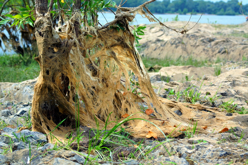 lake, dead plant, wednesday, spring, close-up, landscape, trunk, foliage, sky, tree trunk, sunlight, green, land, wildlife, river, save, forest, old, pond