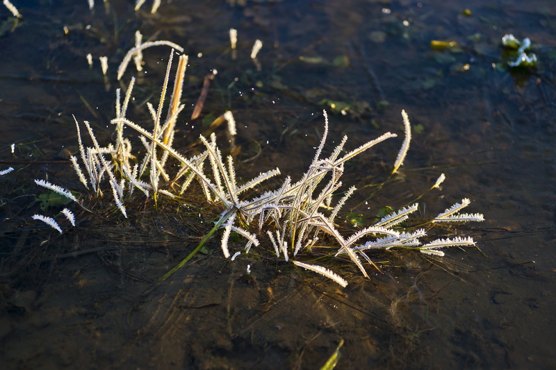 sun, tranquility, landscape, river, frozen, abstract, plant, autumn, morning, frost, high angle view, grass, white, snow, a bunch of, winter, growth, close-up