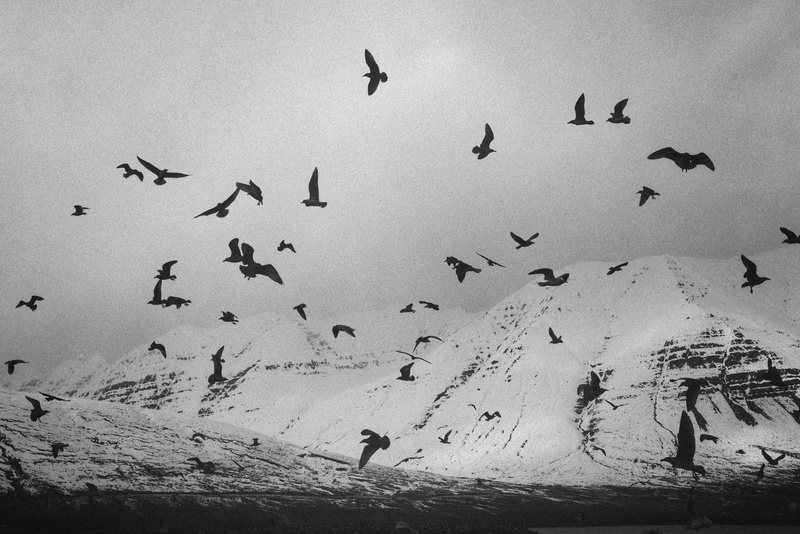 vertebrate, water, nature, outdoors, aircraft, sea, human, transportation, sky, mid-air, flock of birds, group of animals, coast, animal, animals in the wild