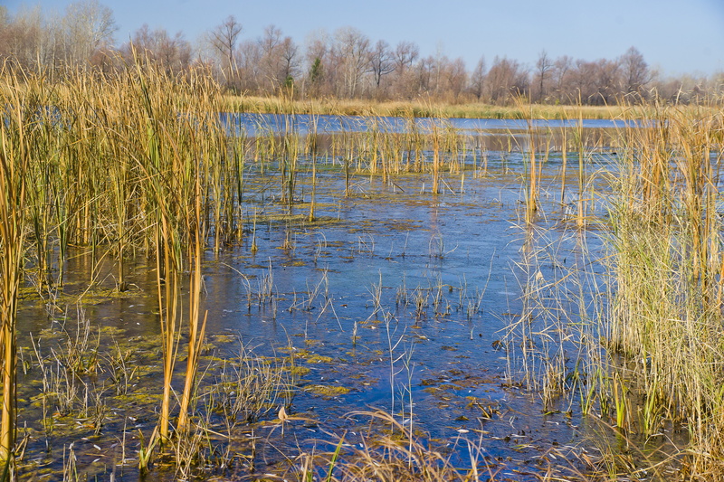 cane, blue, tranquility, light, beauty, natural, color, non-urban scene, land, tranquil scene, yellow, lake, growth, ice, beauty in nature, outdoor, 5K