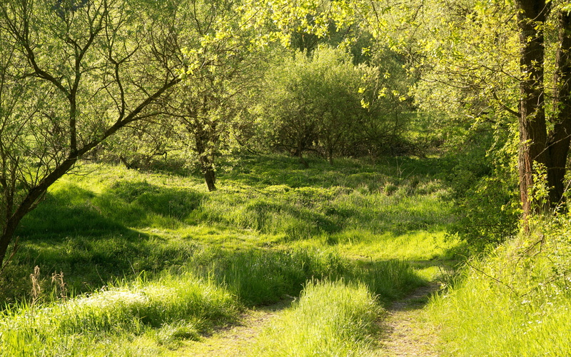 2K, leaf, Germany, Regenstauf, Green, Bavaria, Trees, Grass, Forest, Summer